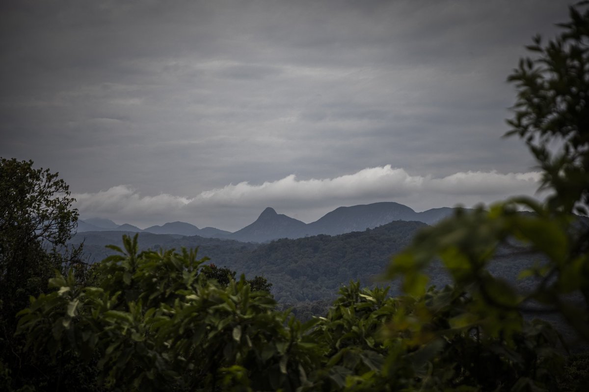 Artemis_African's tweet photo. 🌳🌍 Célébrons ensemble la Journée Mondiale des Forêts avec Artemis Africa ! 🌍🌳

En cette journée spéciale, nous rendons hommage à nos précieuses forêts qui abritent une biodiversité incroyable et fournissent des ressources essentielles pour notre planète.
 #JournéedesForêts https://t.co/uLYHUQwWnI