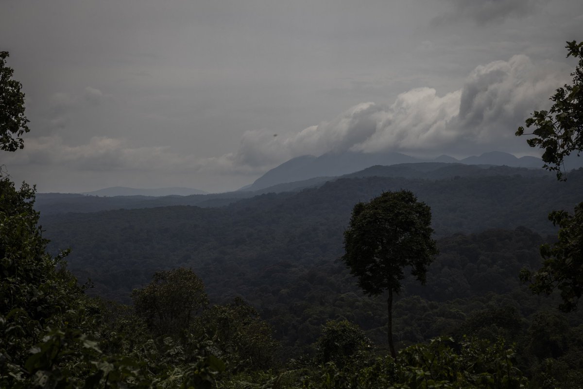 Artemis_African's tweet photo. 🌳🌍 Célébrons ensemble la Journée Mondiale des Forêts avec Artemis Africa ! 🌍🌳

En cette journée spéciale, nous rendons hommage à nos précieuses forêts qui abritent une biodiversité incroyable et fournissent des ressources essentielles pour notre planète.
 #JournéedesForêts https://t.co/uLYHUQwWnI