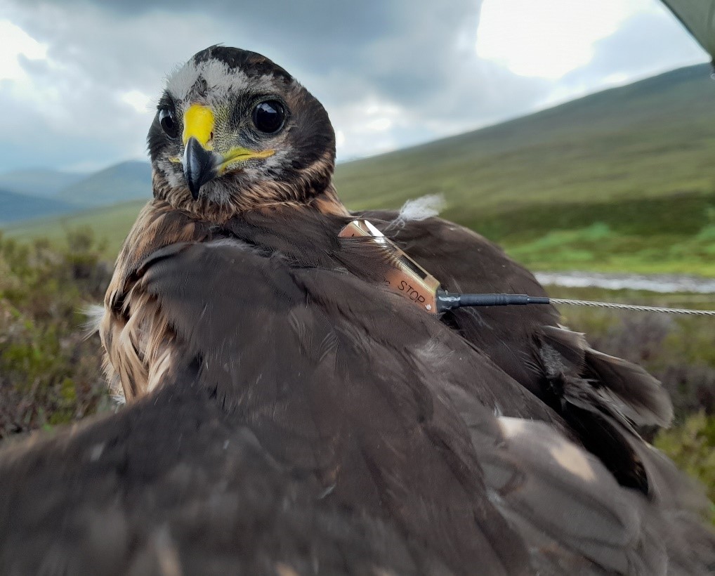 ANOTHER satellite-tagged hen harrier ('Shalimar') disappears in suspicious circumstances in the notorious Angus Glens. Yet another example why today's vote on the Wildlife Management Bill is so desperately needed, @JimFairlieLogie New blog ⬇️⬇️ raptorpersecutionuk.org/2024/03/21/ano…