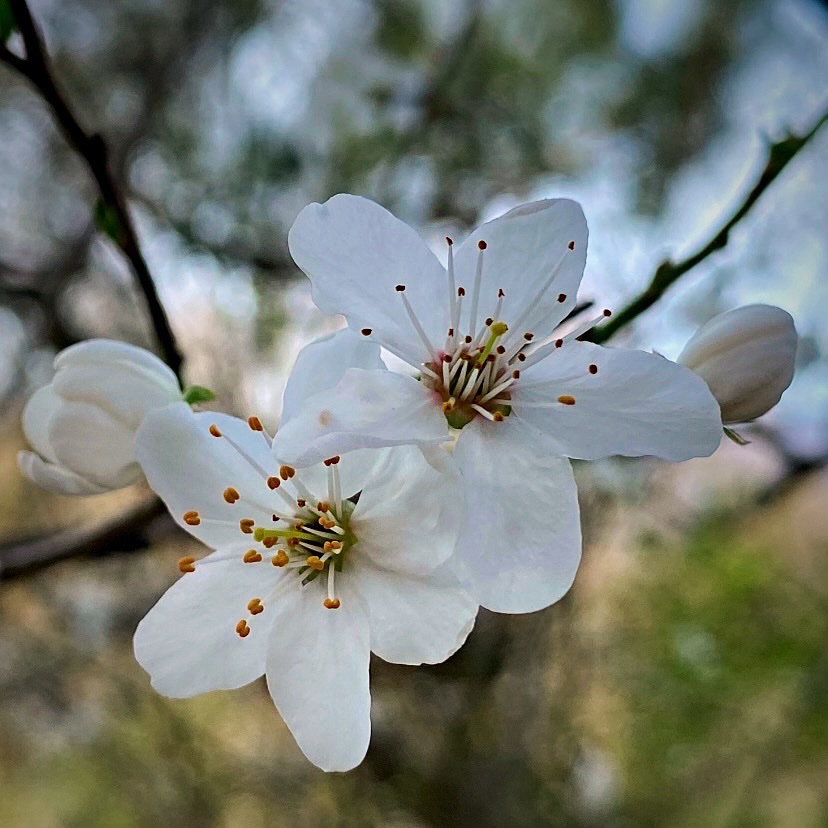 Poesia di primavera affidata ad un pruno selvatico in fiore. [📷 mia]