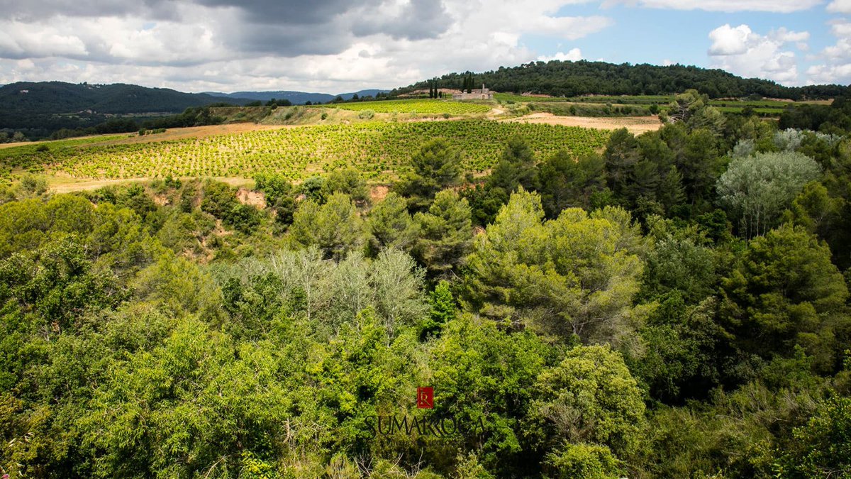BSumarroca's tweet photo. A la Finca Sumarroca comptem amb 200 ha de bosc que permeten ser un pulmó per al Penedès. 🌳 A més, la mínima intervenció a les vinyes no posa en perill la conservació de la massa forestal, preservant també el sòl.

#diainternacionaldelbosc #bosc #pulmópenedès #penedès #organic https://t.co/VCO1oj4mju