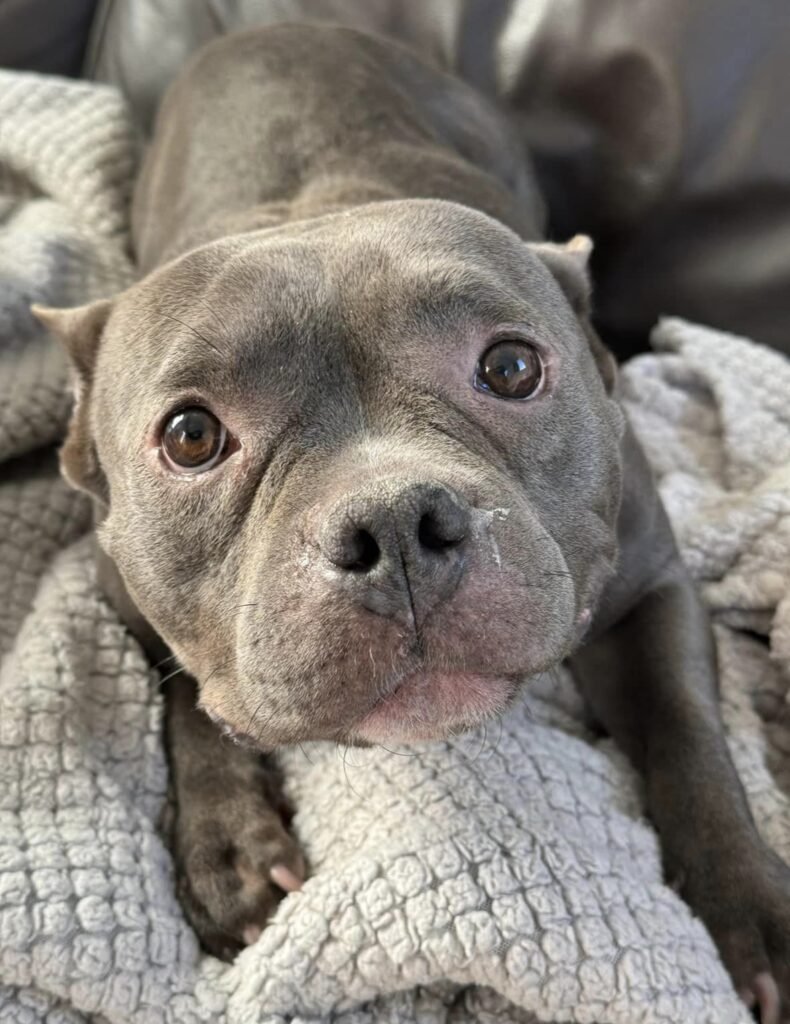 Please retweet to help Bertha find a home #YORKSHIRE #UK This adorable little Land Seal and her big brown eyes are ready to move into a home. She is THE most adorable little ‘Pocket Bully’ who adores EVERYONE she meets and is approx 3-4 yrs old. Bertha looks just like a small,