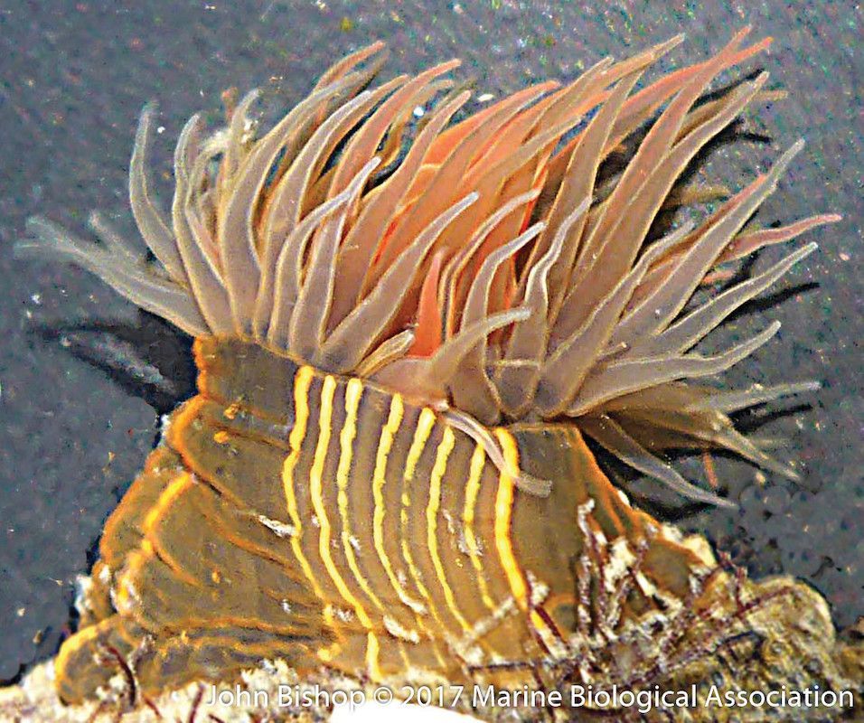 The orange-striped anemone is native to the north-western Pacific and was first discovered in #Plymouth, in the 1890s. Identified by its olive column and orange stripes, DASSH #Data shows that it is now found all around the UK buff.ly/3kSEnSe #NonNativeSpecies #NNS