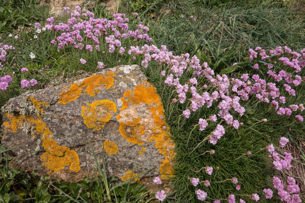 Agriculture, Countryside and Land Management Services is restoring coastal grassland habitat on a Site of Special Significance at Grandes Rocques.

Read more at gov.gg/ACLMS-restorin…

📷 Rod Ferbrache