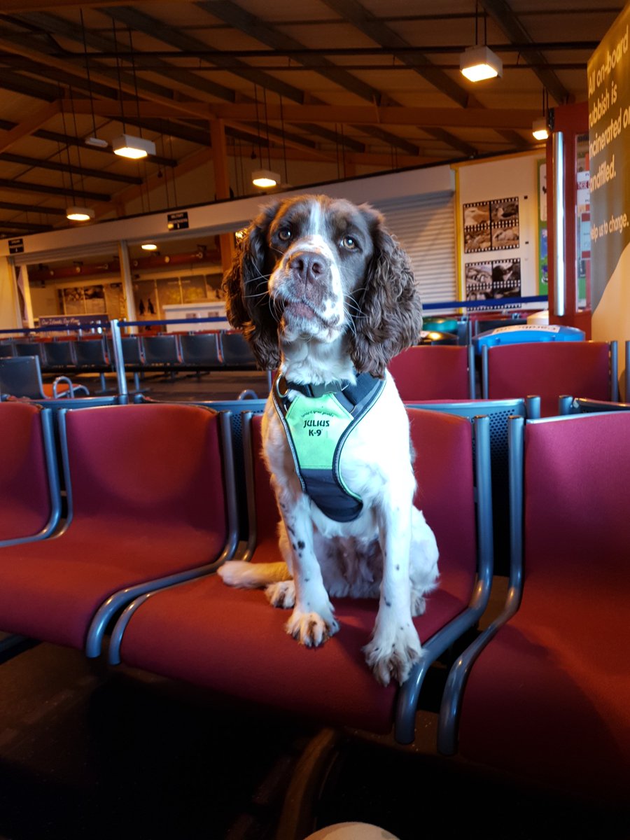 bfcyprus's tweet image. Congratulations to former Cyprus Military Working Dog, Luna, on her nomination for a @PDSA_HQ award for ‘dedication and commitment’ as a Drugs Detection Dog. Your former colleagues are keeping their paws crossed for you🐶

#BritishBases #Cyprus #MilitaryDog #Nomination