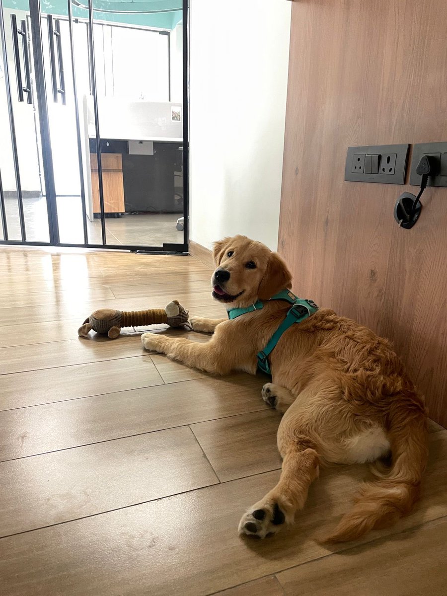 Our Chief Security Officer - Honey Bear visited us today. She only does surprise visits, based on her comprehensive threat assessment. She strolled in, inspected the premises, then promptly declared it ‘secure enough for nap time.’ #SecurityPaws #HoneyBearsOnDuty @HappymonJacob…