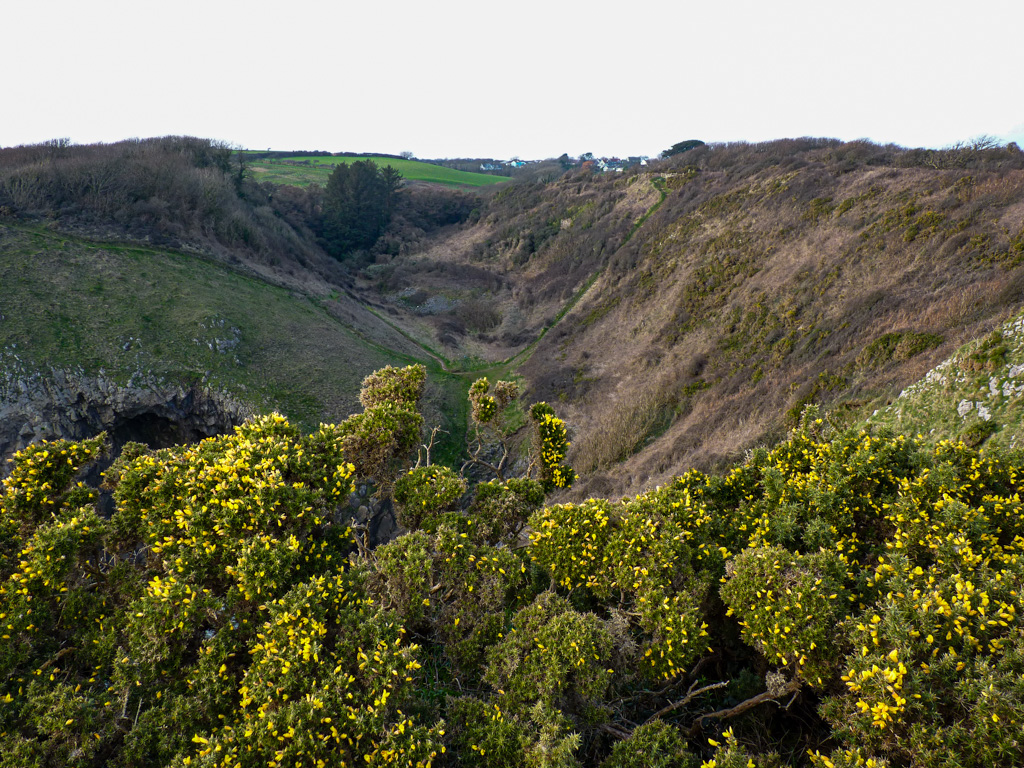 Pamela #peoplewithpassion shares - The bright yellow colour of the gorse flower brightening up the weather at stunning Lydstep Head Pembrokeshire #welshpassion courtesy @Jones8Pamela