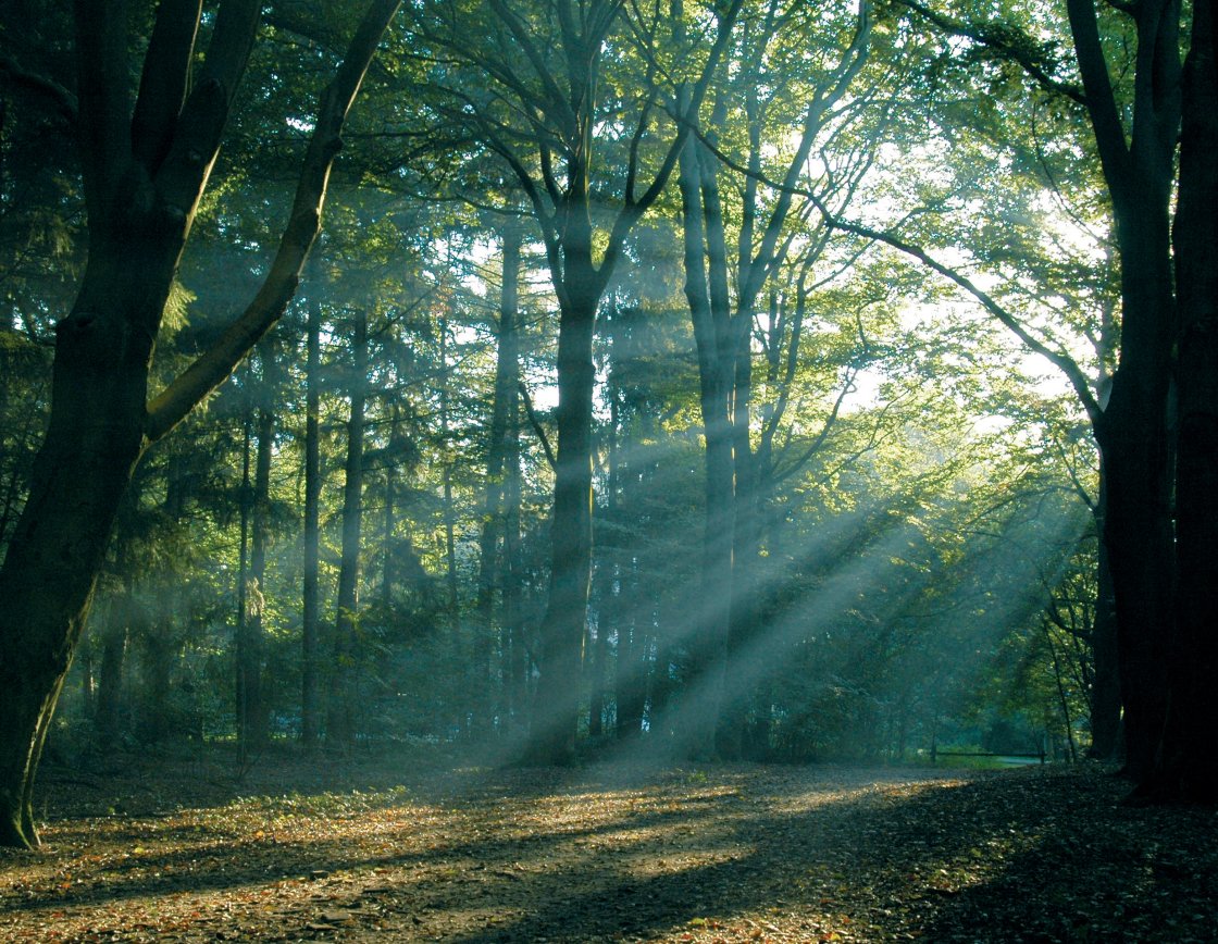Het is Werelddag van de Bossen! Bossen zijn onmisbaar voor biodiversiteit, schone lucht en ontspanning. Daarom beschermen we de prachtige bossen in onze provincie en leggen meer #bos aan.