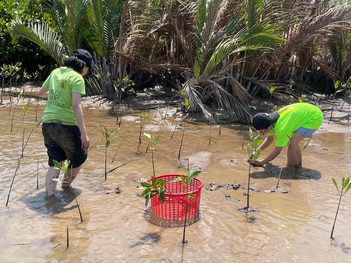 #GreenHope in Vietnam!🇻🇳 Planting mangroves helps restore planetary health! Our wonderful members planted Rhizophora apiculata mangrove saplings in the Mekong Delta to aid in carbon sequestration for a more sustainable world!🌱🌎 #LastDecadeOfAction #SDG14 #SDG15 #ESD #SDG13