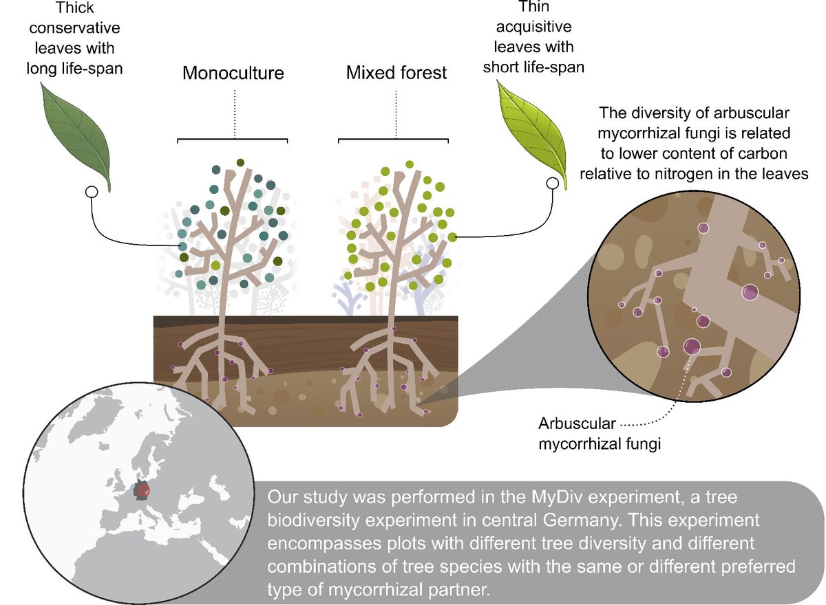 Tree and mycorrhizal fungal diversity affect leaf functional traits in trees! This is what @TMonjau, Kezia Goldmann, Olga Ferlian, Nico Eisenhauer (@EisenhauerLab), Helge Bruelheide, @ZeqingM, @HaiderSylvia and I found in our recent study in @FunEcology besjournals.onlinelibrary.wiley.com/doi/10.1111/13…