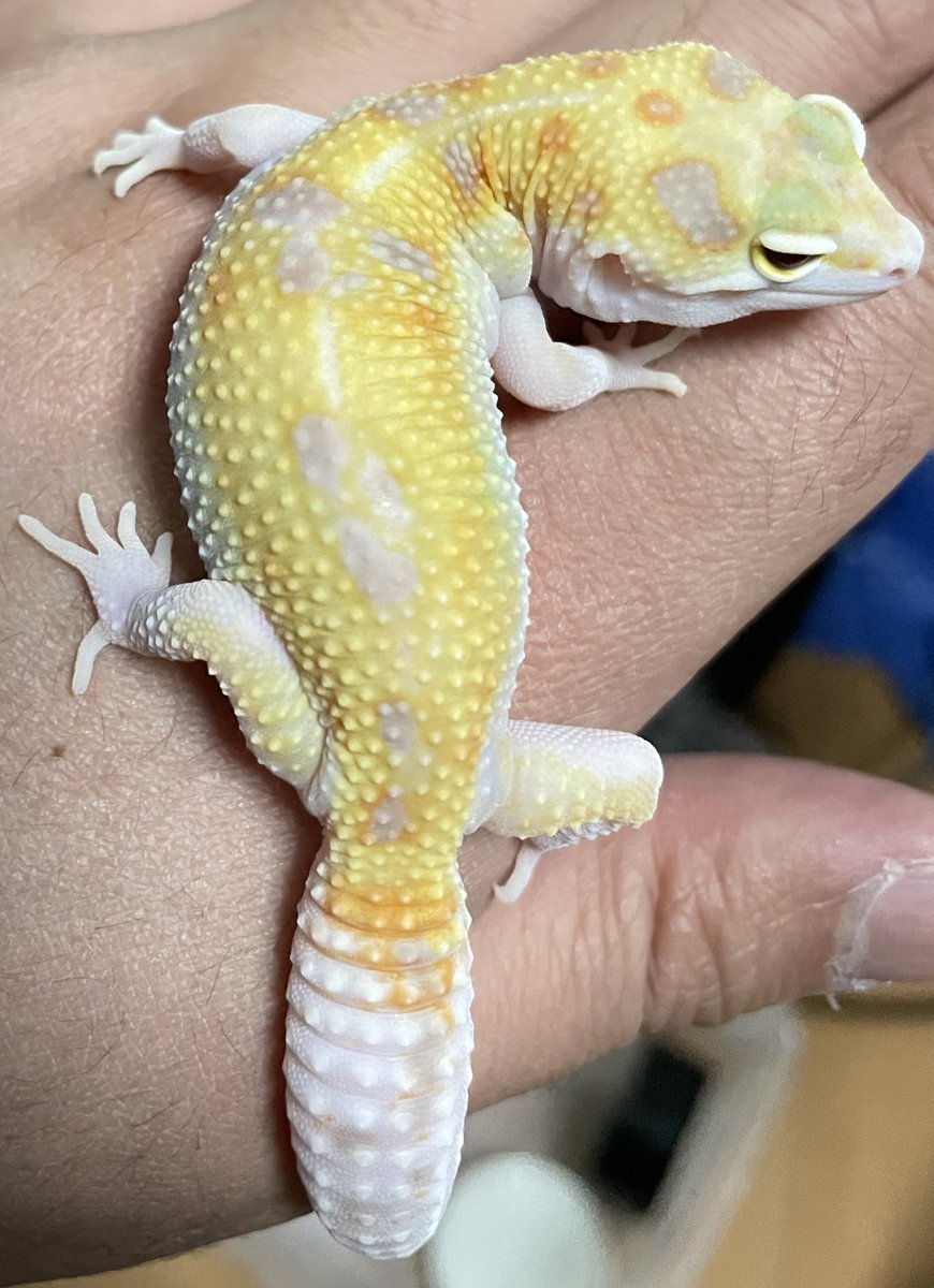 飼い主の手がガッサガサ笑