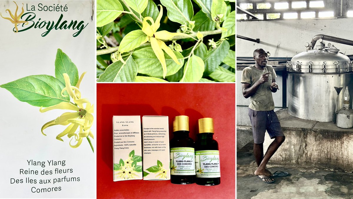 🇪🇺🇰🇲 In the margins of EU-ESA5 deepening negotiations in #Comoros, we visited an ylang-ylang essential oil distillery. #TeamEurope supports the development of this typical product as a potential geographical indication. @bascou_agri @AfricaIPR @PierreBeziz @AFD_France #AFIDE