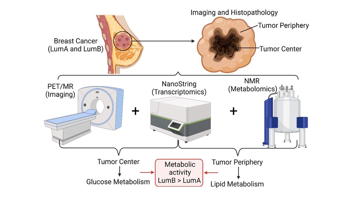 📝Excited to unveil our new paper from the #metabolomics team: onlinelibrary.wiley.com/doi/10.1002/ct… Dr. Christoph Trautwein, metabolomics group leader, has highlighted that their #multimodal approach sheds light on #breastcancer subtypes' diversity & could inform clinical therapy strategies