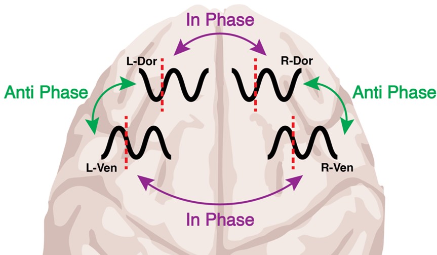 New results! Despite their varied molecular actions, anesthetics alter brain wave alignment in the same way. Convergent effects of different anesthetics are due to changes in phase alignment of cortical oscillations biorxiv.org/content/10.110… @MIT_Picower