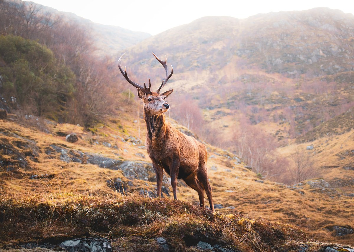 Handsome laddie, Kinlochhourn #Knoydart #Scotland #Highlands damianshields.com