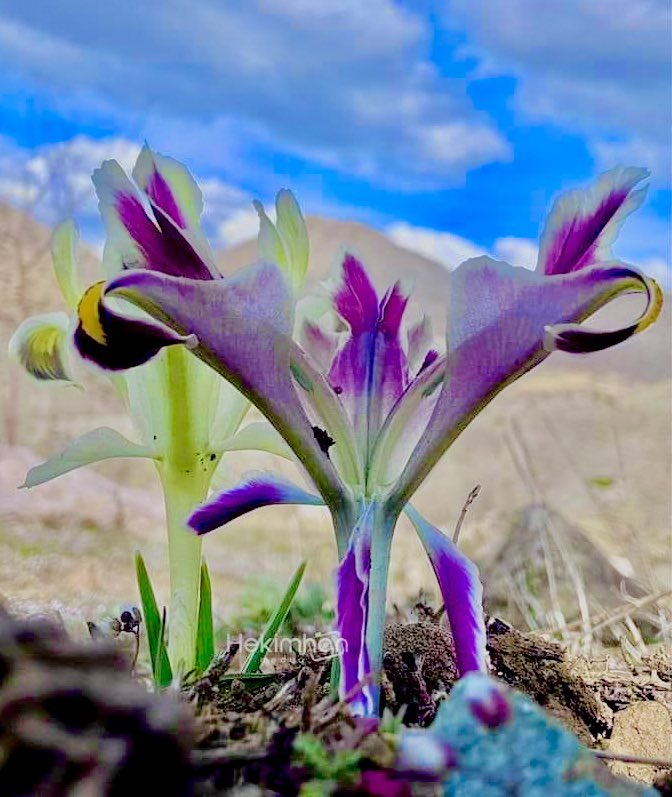 Bahar Bayramı, Nevruz Bayramı kutlu olsun; ısınsın tasalı, dara düşen, karamsarlığa bürünen ve üşüyen yürekler memleketimde!..
#NevruzTürkünBayramıdır 

Altay’lardan  Viyana’ya
Nevruz Türk’ün bayramıdır
İlan ediyorum cihana
Nevruz Türk’ün bayramıdır

Türk cefaya katlanacak