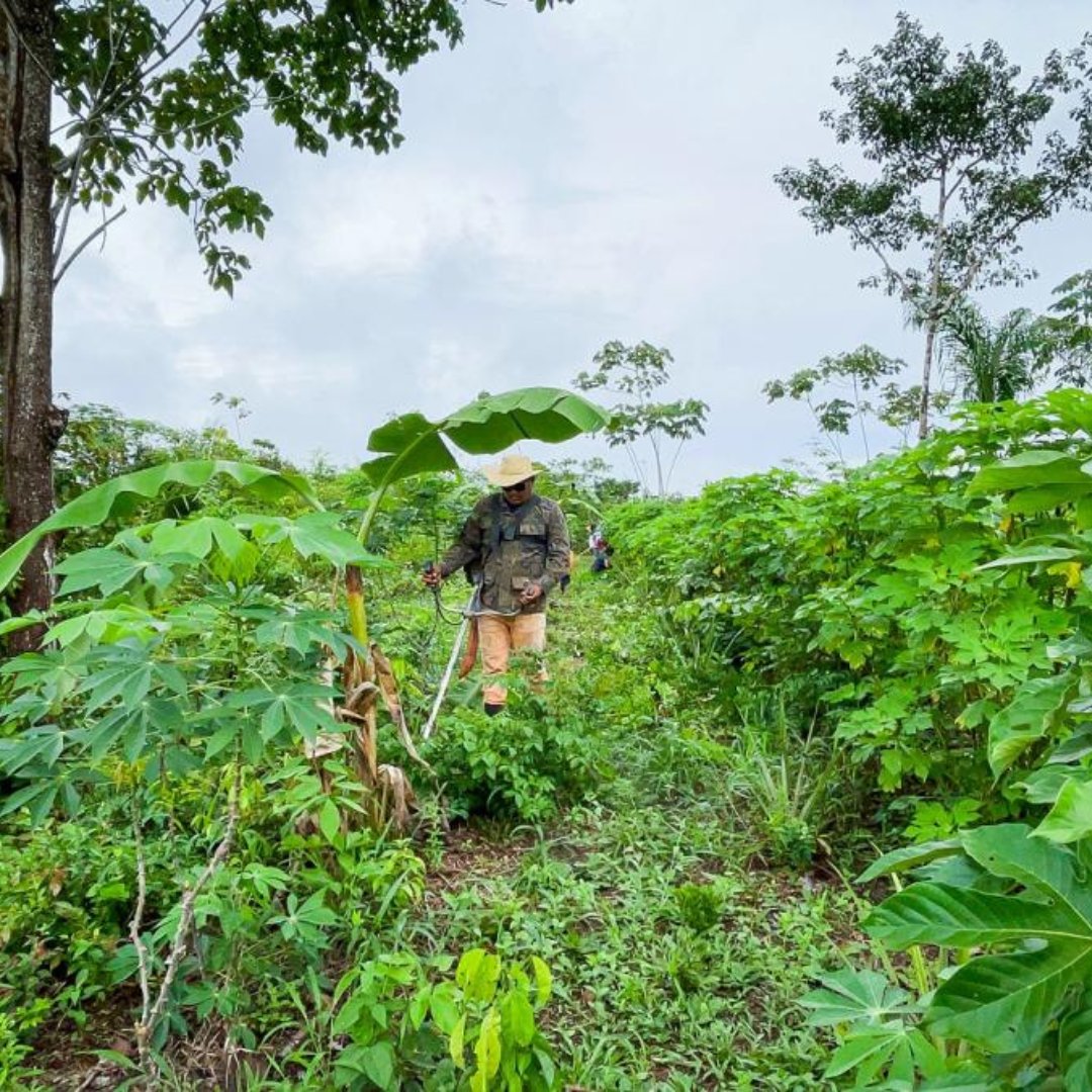 Cirad's tweet image. #JIF2024 | En Amazonie 🇧🇷, des paysans et paysannes restaurent les forêts via des pratiques agroforestières. Focus sur le projet #SustentaEInova, coordonné par le @sebrae et auquel le #Cirad par des travaux sur la restauration des terres dégradées.

👉cirad.fr/les-actualites…