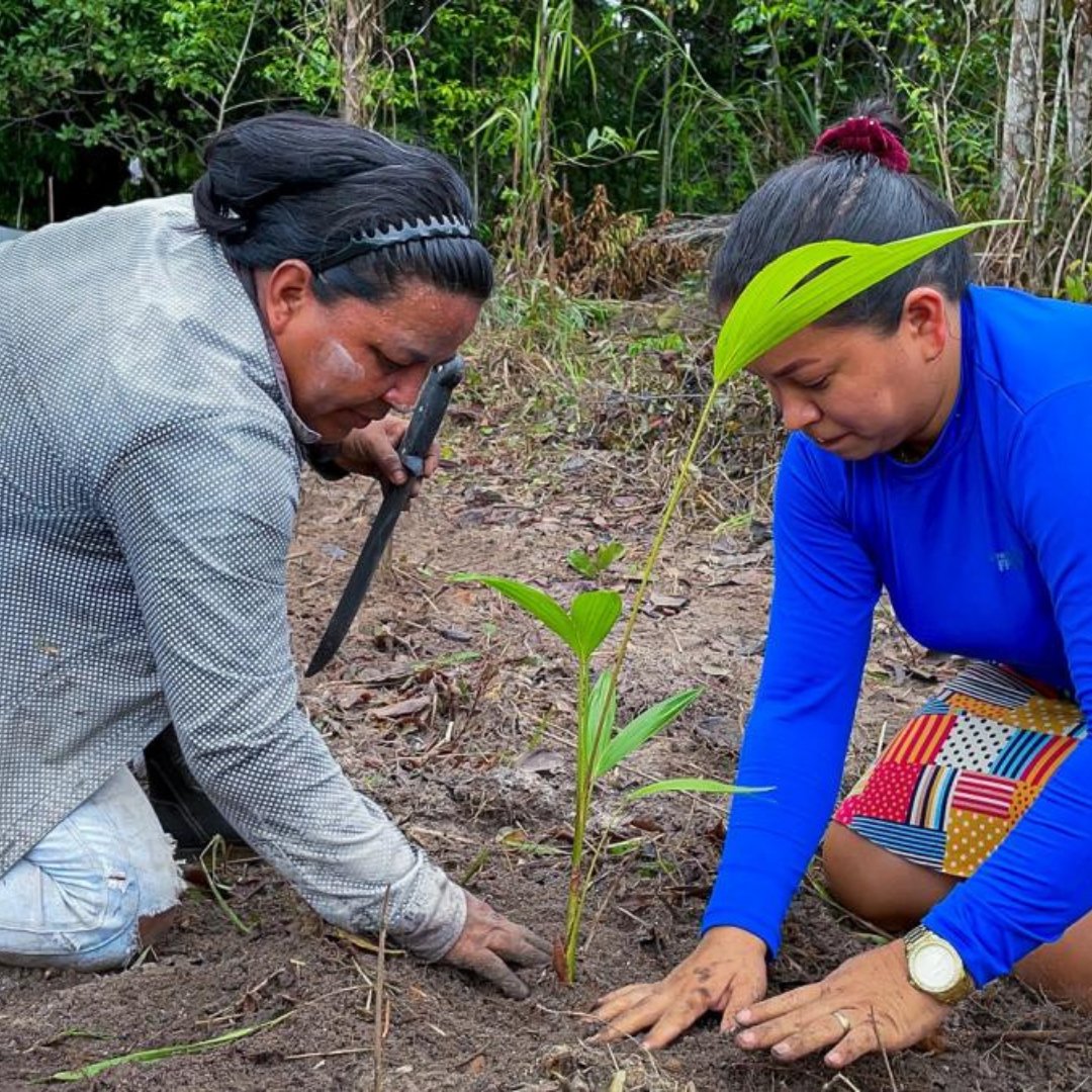Cirad's tweet image. #JIF2024 | En Amazonie 🇧🇷, des paysans et paysannes restaurent les forêts via des pratiques agroforestières. Focus sur le projet #SustentaEInova, coordonné par le @sebrae et auquel le #Cirad par des travaux sur la restauration des terres dégradées.

👉cirad.fr/les-actualites…