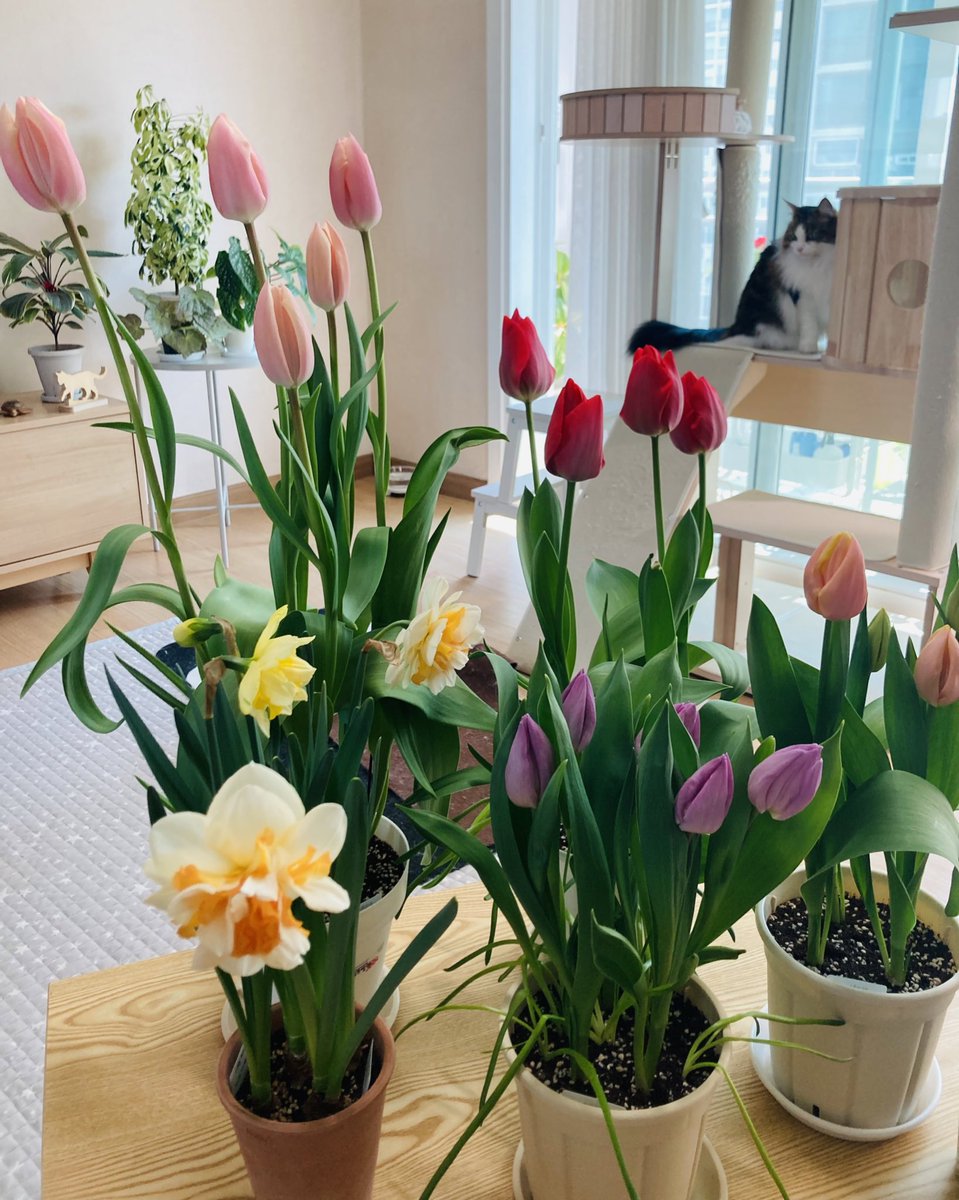 오늘 튤립과 수선화를 거실에 들여와서 커피를 마시면서 계속 바라보았다🌷☕️