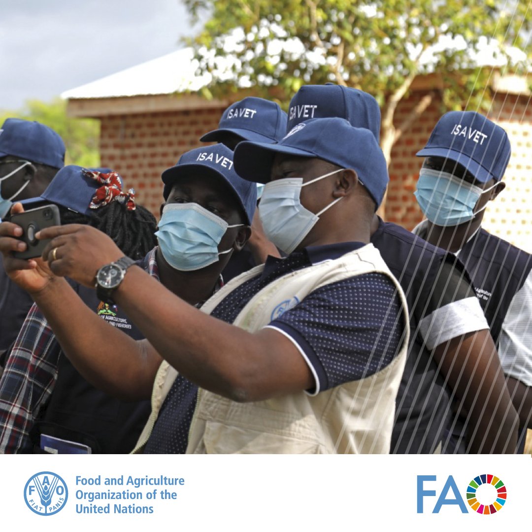 In 2023, @FAO implemented 93 projects addressing key issues like #AMR, disease outbreaks & capacity building through the Emergency Centre for Transboundary Animal Diseases #ECTAD. Learn how FAO supported the development of stronger #animalhealth systems: bit.ly/4anTD0S