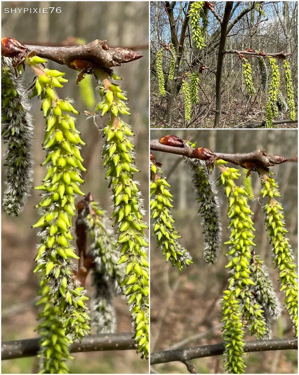 shypixie76's tweet image. Good morning ☕️🌿
The female catkins of the Aspen tree start out green as shown here and after they have been pollinated they then ripen to release tiny, fluffy seeds in late spring.
#ThePhotoHour #NaturePhotography 
#AspenTree #ThrowbackThursday
