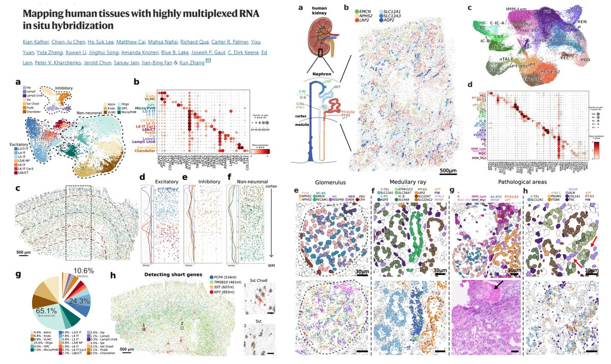 DART-FISH #SpatialTranscriptomics Pad-lock probe Rolony RiboSoma for cell segmentation Detect <1kb short RNA (able to probe pri-microRNAs?😁) Very nice reading if interested in how to design/optimize imaging-based ST methods👍 121 genes for human Cortex 300 genes for human…