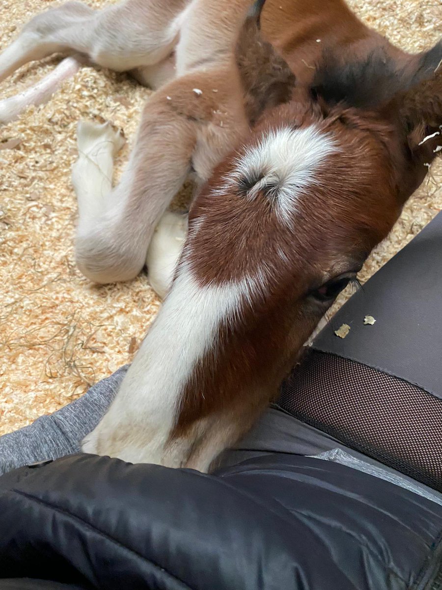 RavenhallRural's tweet photo. 🌟#FoalWatch UPDATE🌟

Lacey, our #MaidenShire had welcomed a new #filly on 19th March.  She's absolutely beautiful 😍 both mother &amp; foal are doing well. Still no name, so suggestions welcome!

We're still waiting for Izzy to introduce hers, but the arrival could be any day now. https://t.co/Zbc2GrrayR