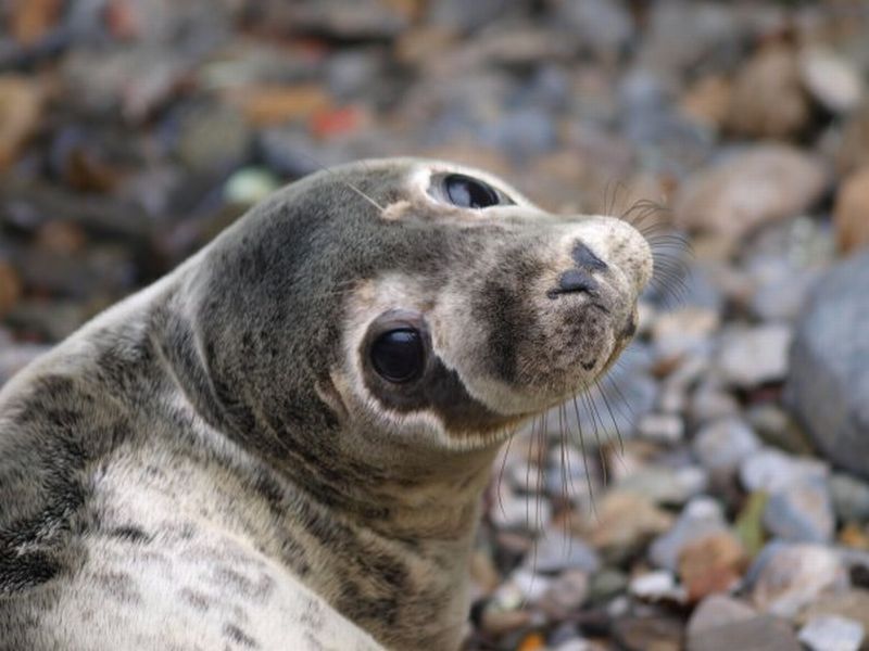 Seoladh an suíomh nua 'Seal Stories' an mhí seo caite le hábhar ón gcartlann a bhaineann le rónta. 🦭 'Seal Stories', a website dedicated to material from the archive about seals, was launched last month. 🦭 Léigh an t-ábhar anseo/Read the material here: ucd.ie/irishfolklore/…