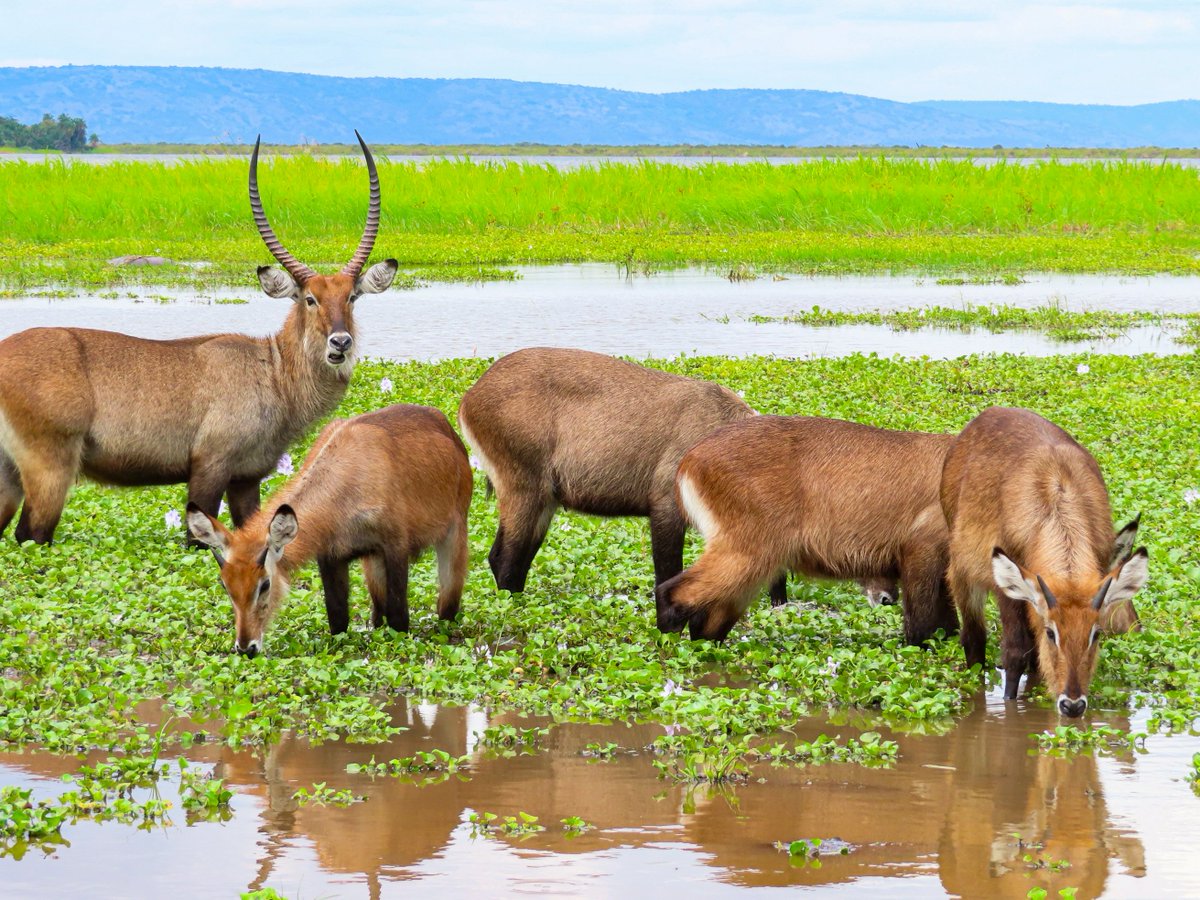 Today is #WorldWaterDay2024! Water resources within #Akagera play a pivotal role in shaping ecosystem dynamics. The presence of water has a profound impact on the types of vegetation that thrive, consequently influencing the abundance and distribution of wildlife within the park.