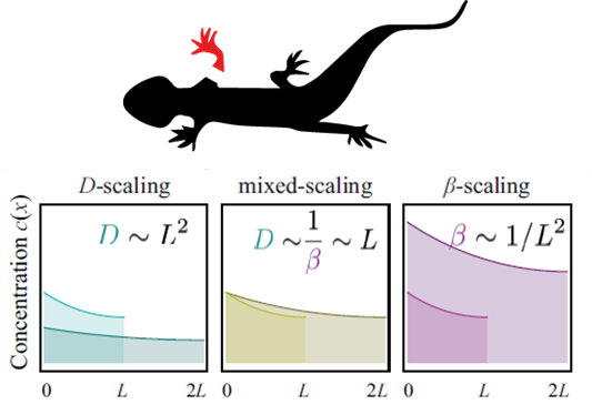 Natalia is presenting on modeling axolotl limb regeneration at #DPG2024 Spring Meeting in #Berlin today Thu at 4:30pm in H 2032 in the Tissue Mechanics II session BP32.6 - stay tuned for scaling of morphogen gradients and growth control