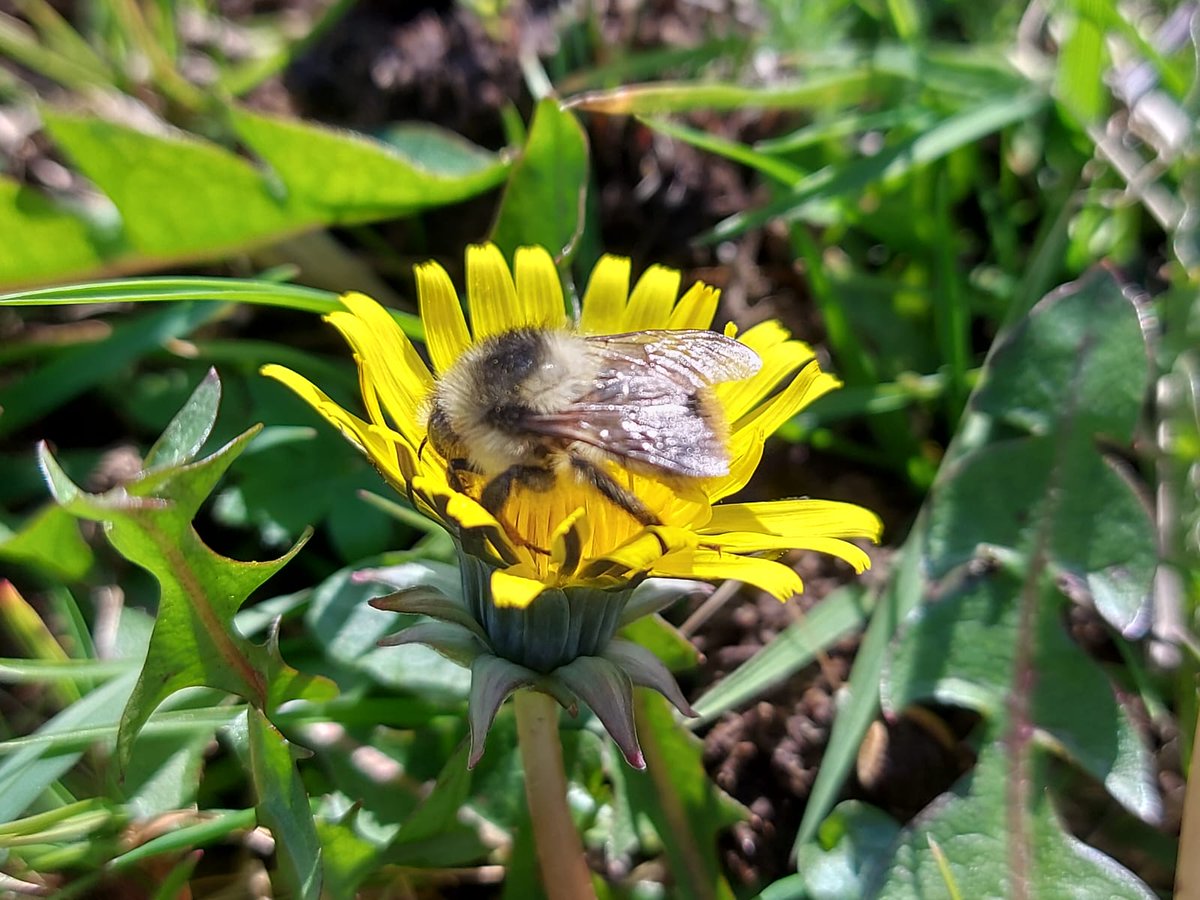 News on some #Burren spring celebrities: the first intrepid gentian has just been spotted ! along with a really early shrill carder bee. We are now planning our annual Burren in Bloom programme🌸 (events every weekend of May)Got ideas on what you'd like to see in it? Let us know!