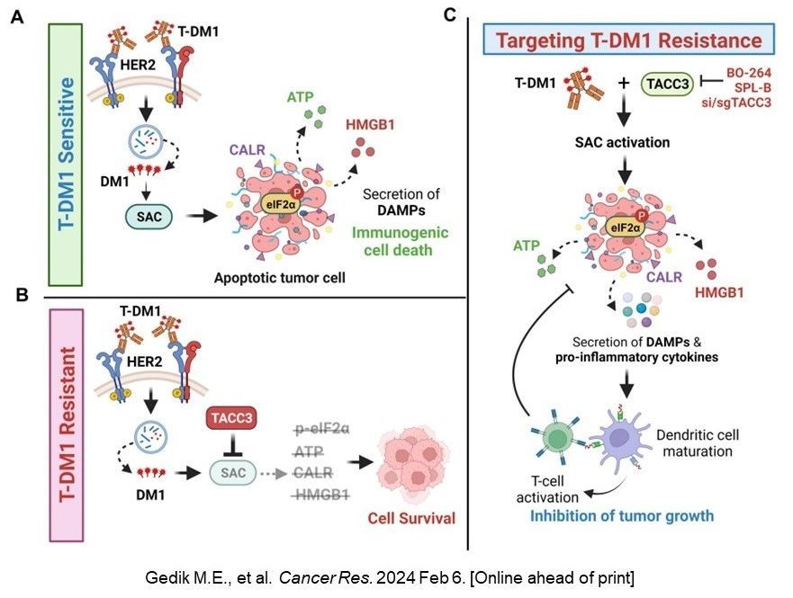 In an @theNCI funded study, @OzgurSahinLab @MedUnivSC et al. found that targeting TACC3 overcomes resistance to trastuzumab emtansine (an antibody-drug conjugate) and induces immunogenic cancer cell death in preclinical models of #BreastCancer @CR_AACR bit.ly/4cdnhIi.