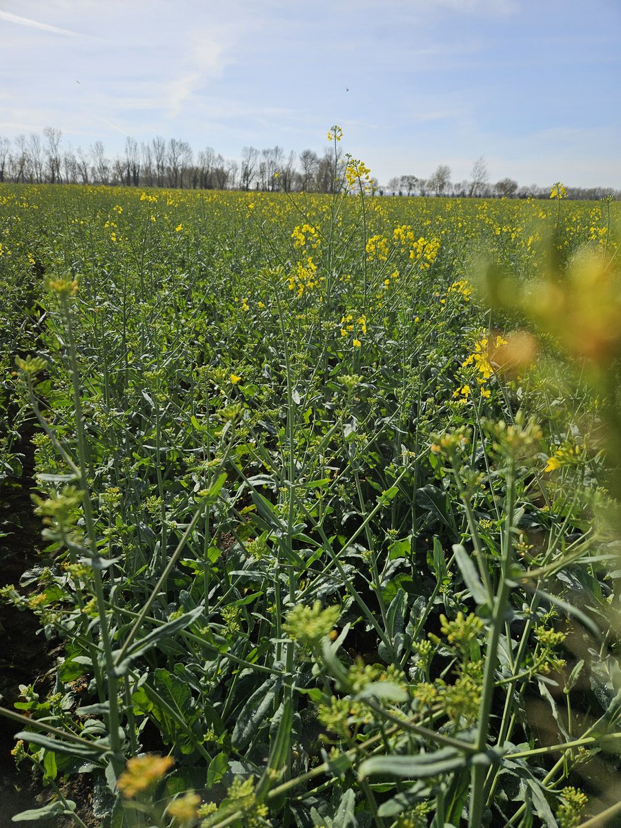 Jordi B. 🌽🌻🌾🚜 tweet media