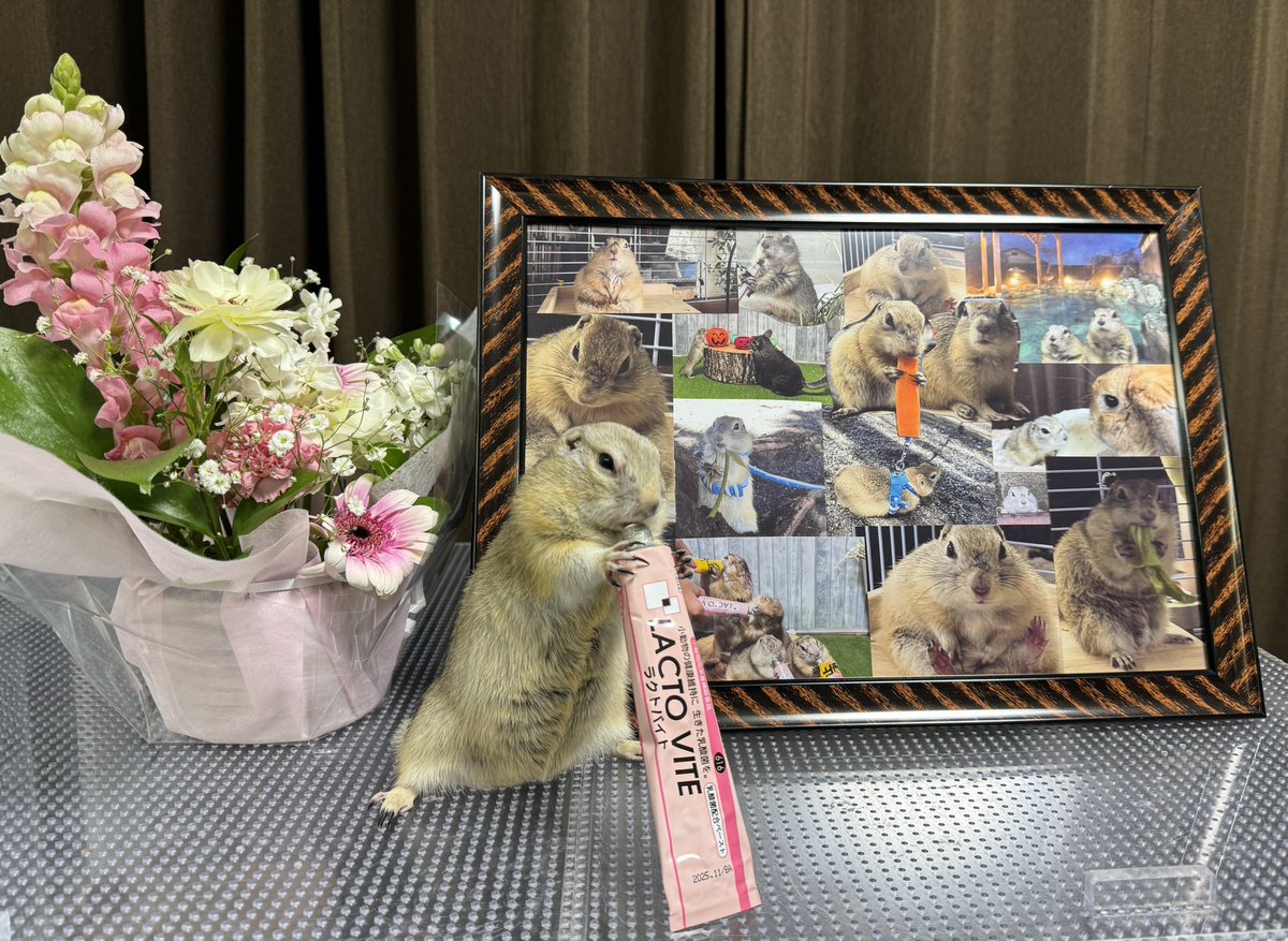 ぽぬの思い出の写真の前で ポポが1曲演奏するそうです🐿️ ＃ﾘﾁｬｰﾄﾞｿﾝｼﾞﾘｽ