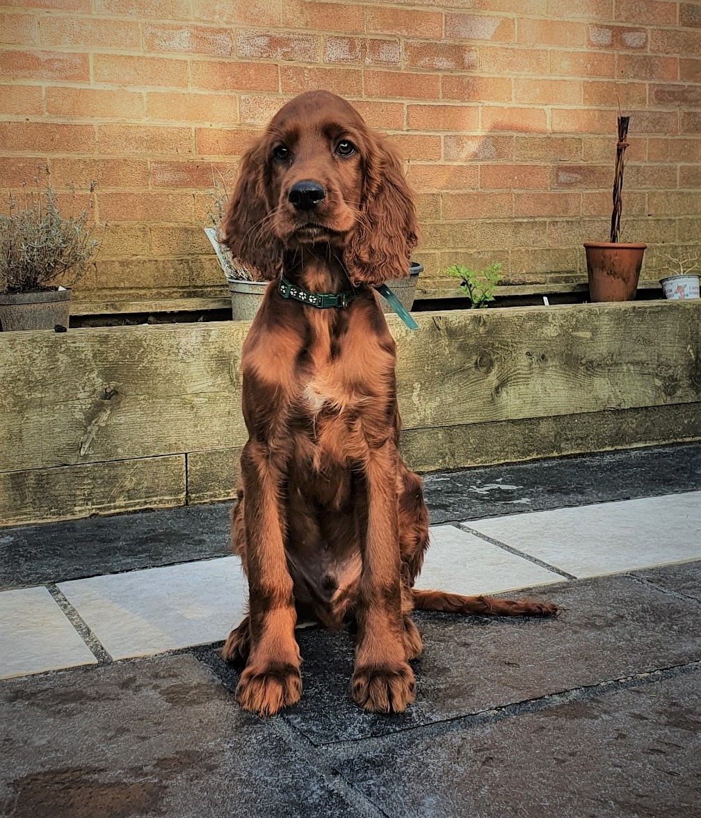 Mark1Systems's tweet photo. Here's a gorgeous #TBT for you - Paddy (the Irish Setter!) joined the team in 2022 and is doing a fantastic job as the team's Head of Emotional Support.

#Mark1Systems #ISOStandards #ThrowbackThursday #ISO https://t.co/VnIzRJPNXL