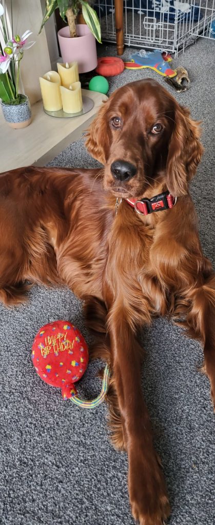Mark1Systems's tweet photo. Here's a gorgeous #TBT for you - Paddy (the Irish Setter!) joined the team in 2022 and is doing a fantastic job as the team's Head of Emotional Support.

#Mark1Systems #ISOStandards #ThrowbackThursday #ISO https://t.co/VnIzRJPNXL