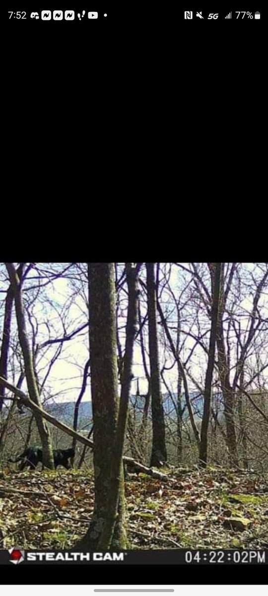 snellen55's tweet photo. @MeatEaterTV  thoughts on this trail cam pic out of Kentucky https://t.co/ytOs8fRhHs