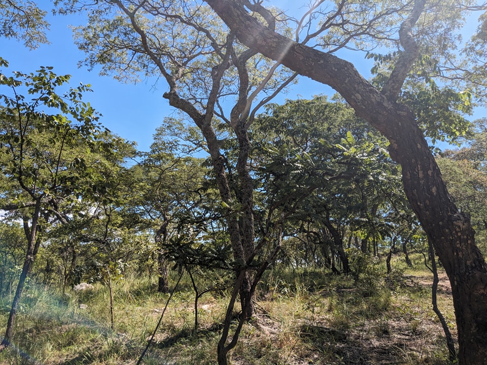 mizuecocare's tweet photo. It is World Forests Day (21st March) and we would like to celebrate Forest 27! We were in Forest 27 yesterday at the hill called Mountain of God with the Forest Guards. #Forest27 #Rechargezone #Ecosystems #wildlifehabitat https://t.co/F0VklzMESI