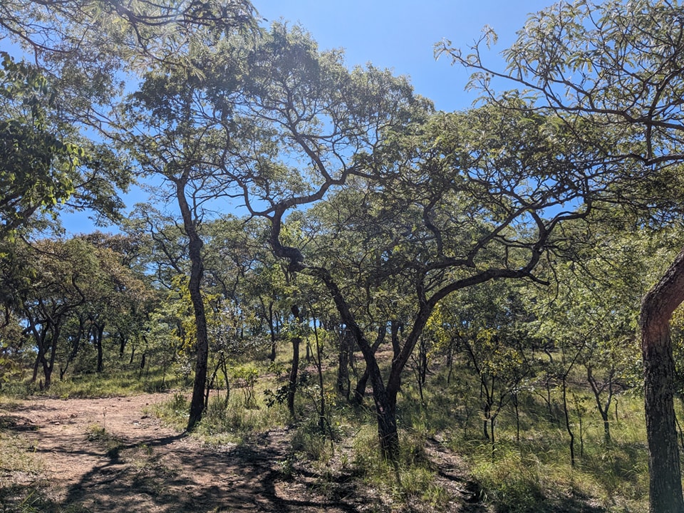 mizuecocare's tweet photo. It is World Forests Day (21st March) and we would like to celebrate Forest 27! We were in Forest 27 yesterday at the hill called Mountain of God with the Forest Guards. #Forest27 #Rechargezone #Ecosystems #wildlifehabitat https://t.co/F0VklzMESI
