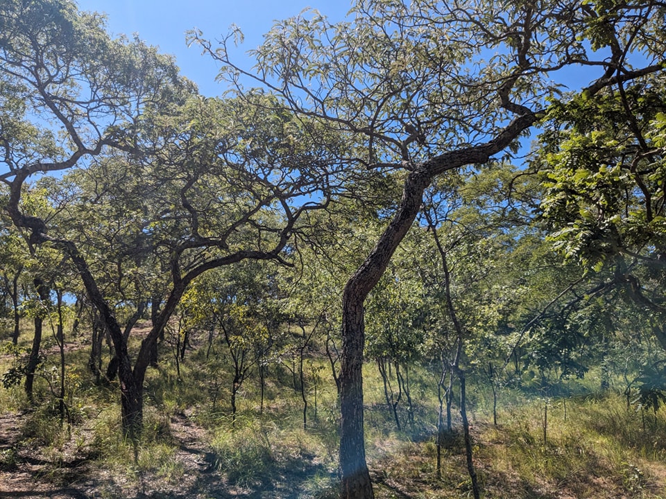 mizuecocare's tweet photo. It is World Forests Day (21st March) and we would like to celebrate Forest 27! We were in Forest 27 yesterday at the hill called Mountain of God with the Forest Guards. #Forest27 #Rechargezone #Ecosystems #wildlifehabitat https://t.co/F0VklzMESI