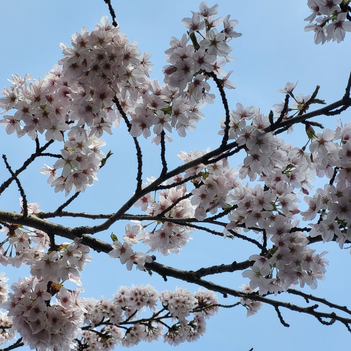 jennylinford's tweet photo. Hooray, it's the first day of Spring! #LookUpInLondon https://t.co/OILsX7Gzui