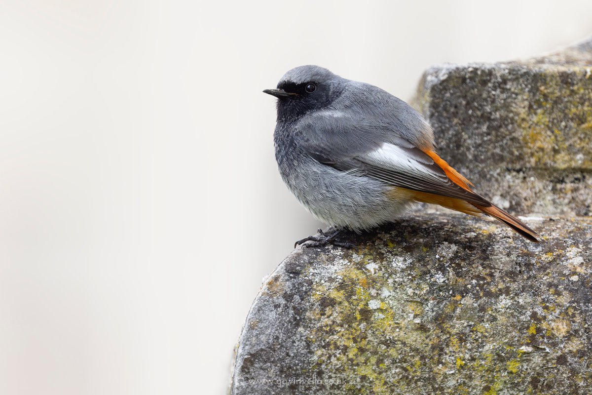 Enjoyed a short session with the Cardiff Black Redstart this week. What a little Beauty he was. Was a little annoyed though that there were drone surveys being carried out on the building, despite the fact that breeding season is well on the way and Pegs were present.. #glambirds