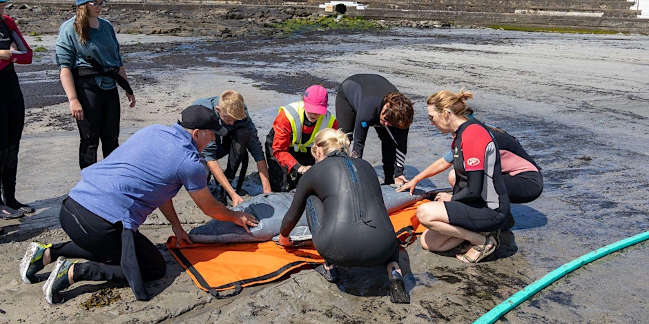 Become an IWDG Live Stranding Responder and join our Stranding Network! Our training season begins this April. If you've ever wanted to learn how to help at a whale, dolphin or porpoise stranding, now is the time to get involved on our one day course. iwdg.ie/iwdgresponder-…
