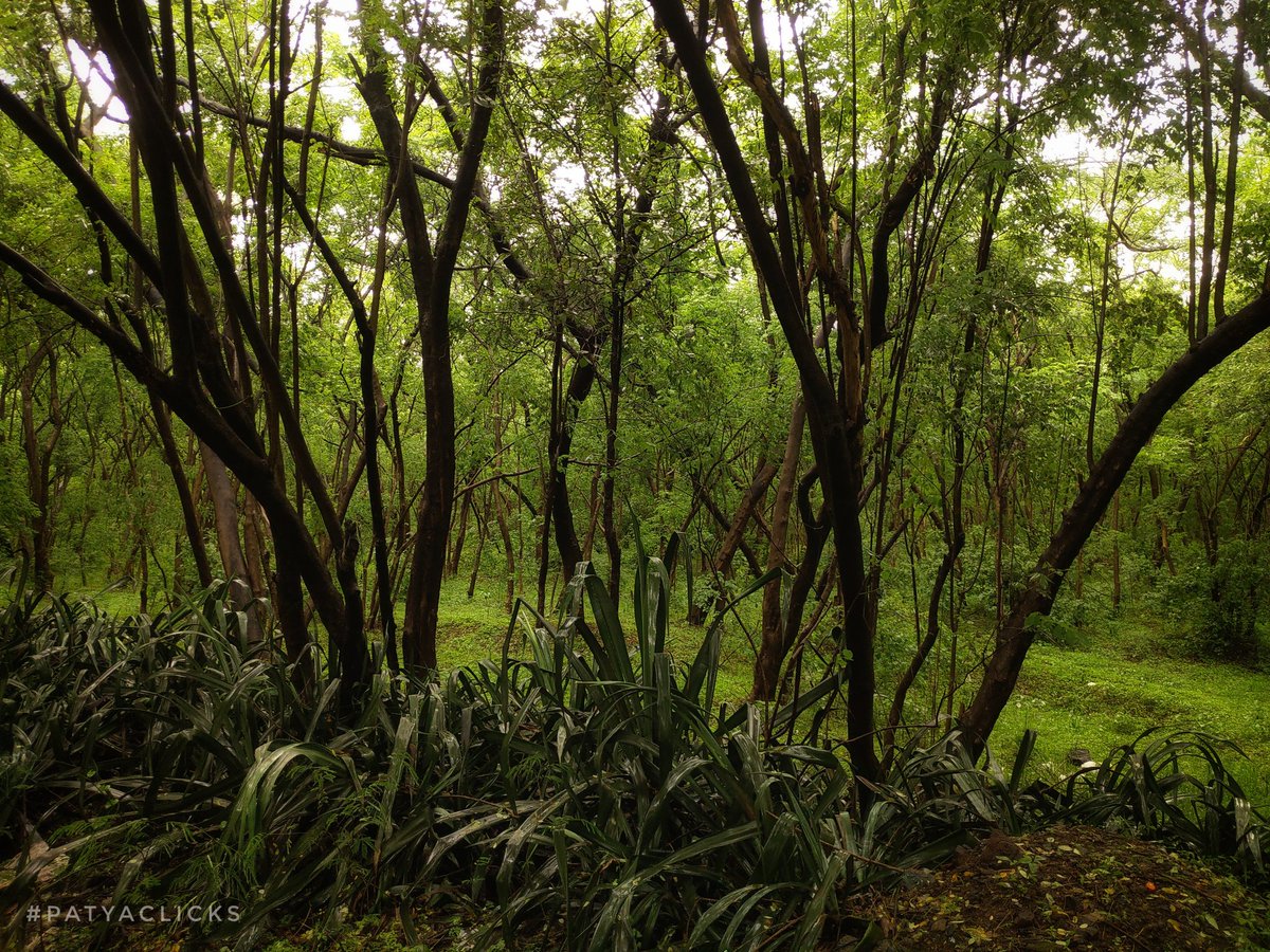 If you wish to 'Build Your Legacy', plant a seed today!
And you will be remembered even after ages of your existence. 
- #patya_thoughts 
#ForestConservation 
#ForestDay 
#InternationalDayOfForest 
#mobilephotography
#patyaclicks 
#theme_pic_India_forests 
#clickforIndia