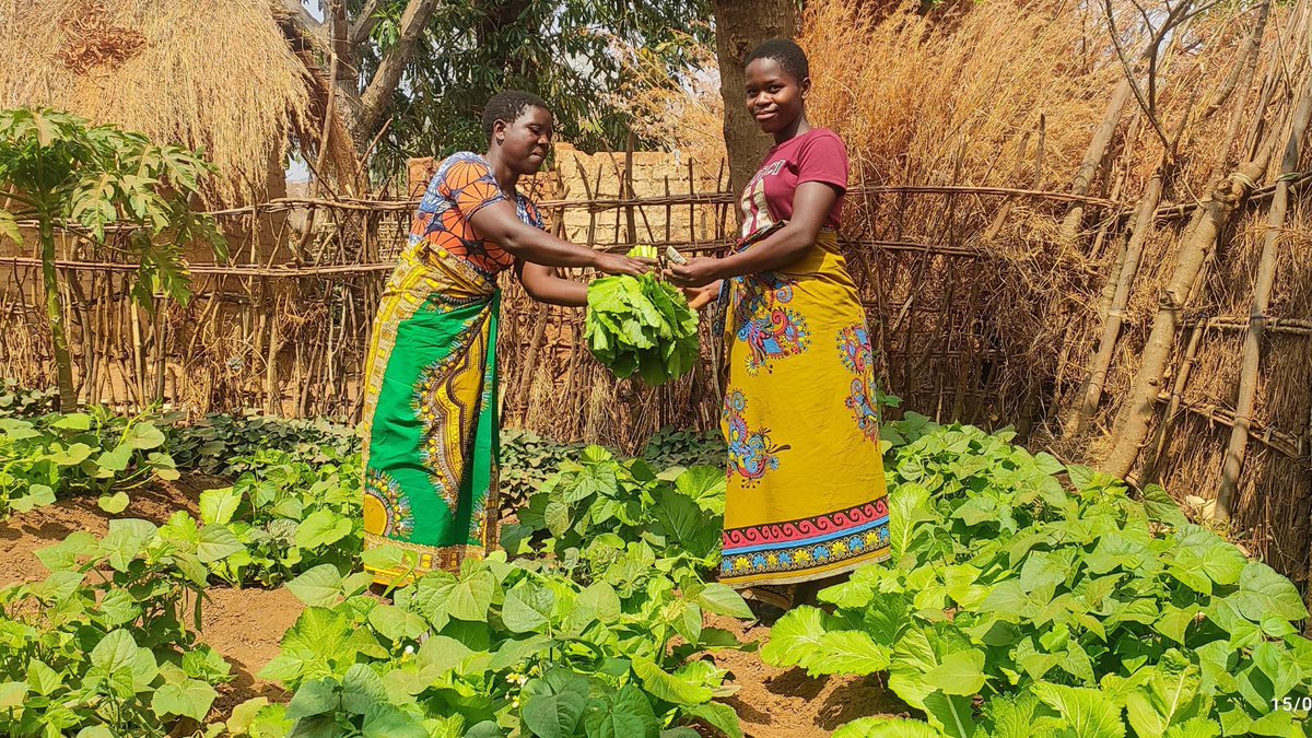 “I’m so happy Self Help Africa equipped us with skills in backyard gardening. I'm growing more vegetables & my family is growing stronger.' Mikilina is among 130 women we're supporting with ‘sack gardening’ to grow tomatoes, cabbage + more. 🌱 🍠 More: bit.ly/43qj7IK