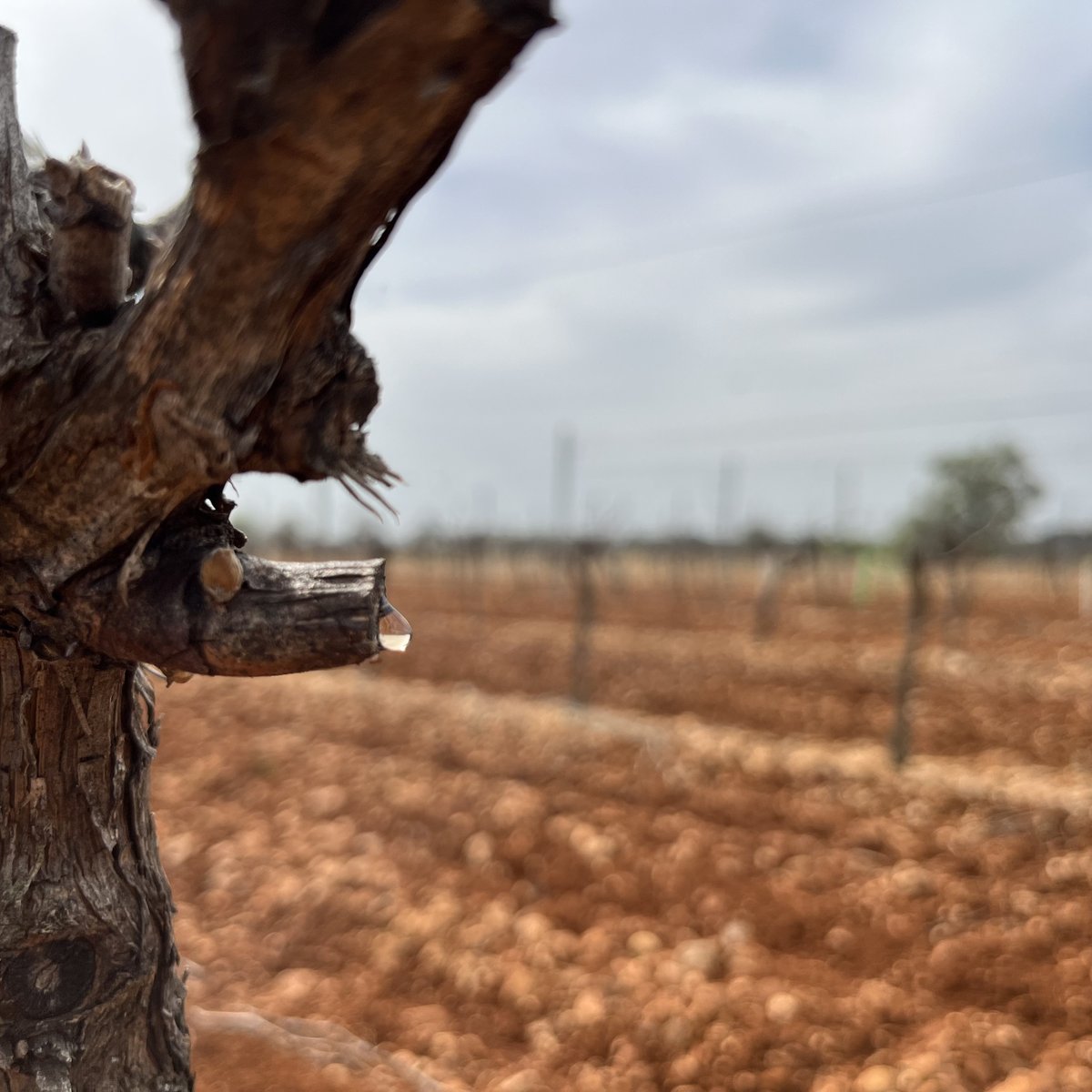 Bodegas Thesaurus tweet media