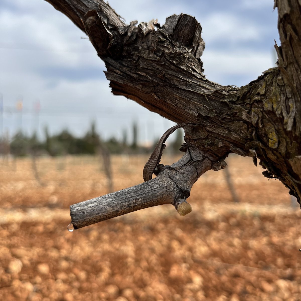 Bodegas Thesaurus tweet media