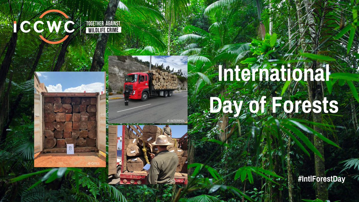Today is Intl Forest Day!🌲 At the @CITES Timber Task Force supported by #ICCWC, 34 countries met to collaborate & share knowledge to strengthen responses to illegal timber trade. 📄Read the outcomes here: bit.ly/4crLcnq #IntlForestDay #TogetherAgainstWildlifeCrime