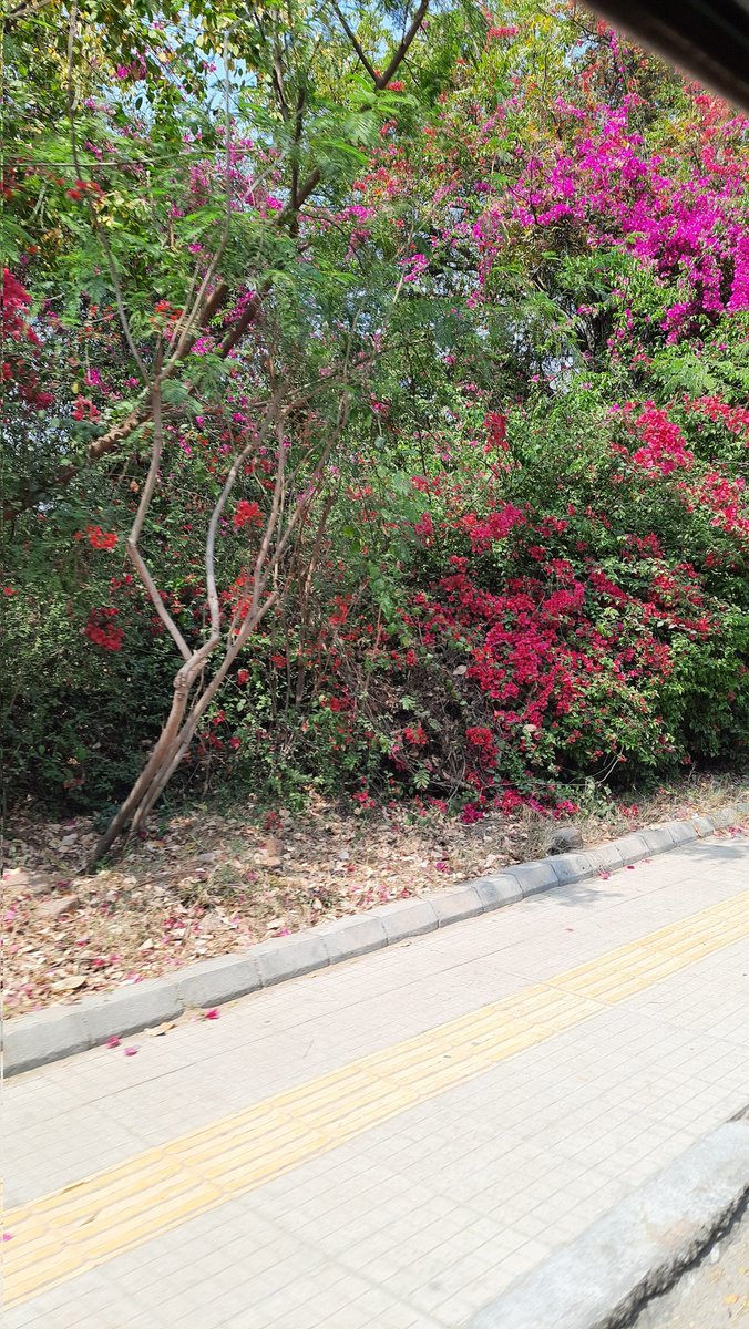 Driving back after delivering a lecture at #JNU Centre for West Asia, it was nostalgic to see bougainvillea in full bloom. Thanks @kumaraswamyJNU @MuddassirQuamar My baby & his dad spent hours under these bushes when I made term paper submissions 27 yrs ago. @keerat92 @amulsethi