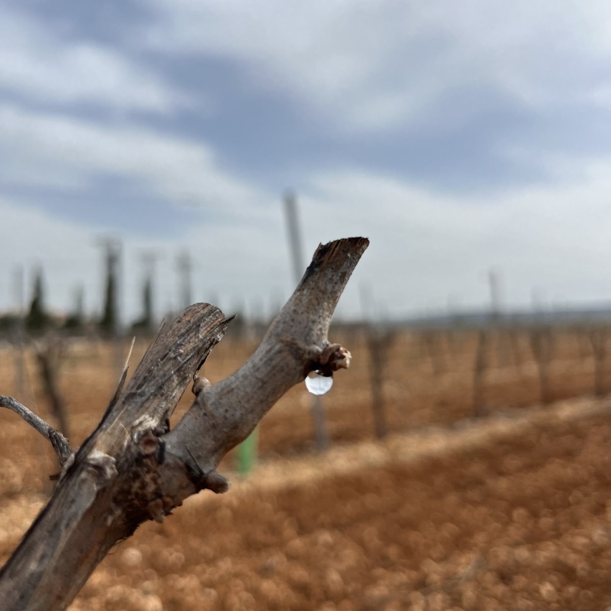 Llega el periodo del lloro de la vid. 
Cuando llega la primavera, en marzo, se produce un cambio de temperatura y comienza este fenómeno que da pie a la generación de una nueva añada.🍷
Suele extenderse de 7 a 10 días.